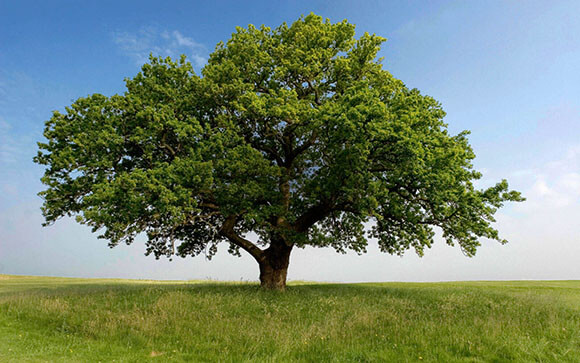 oak in field