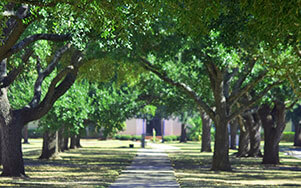 tree lined sidewalk