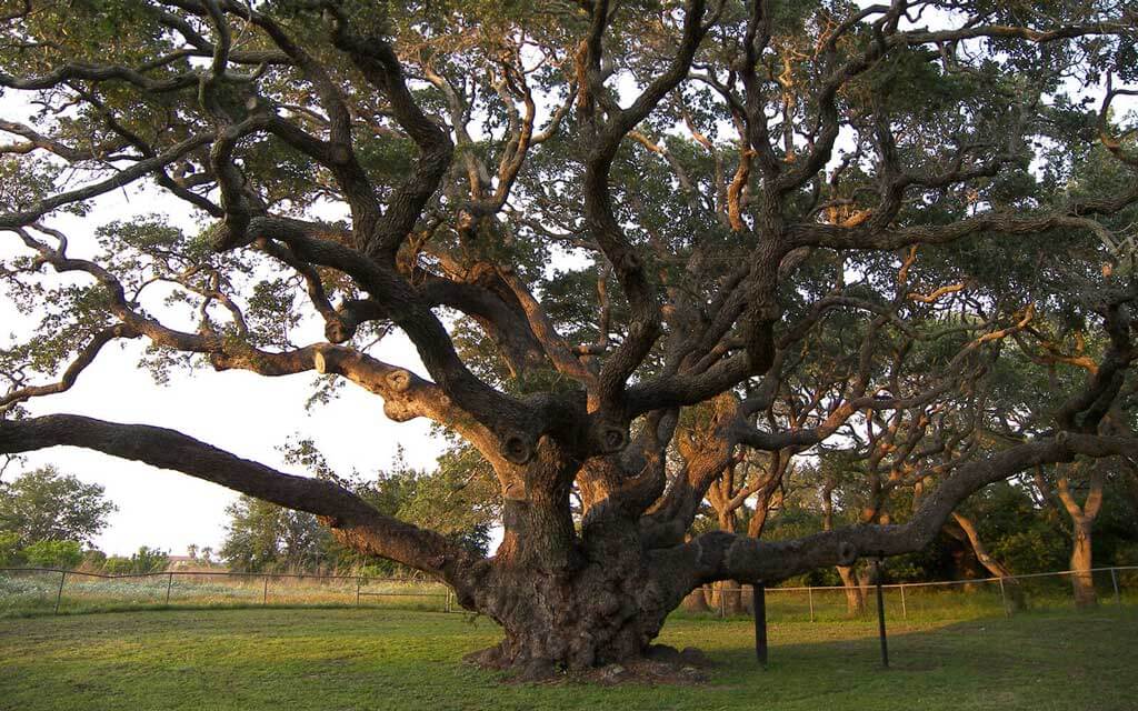 Tree Preservation