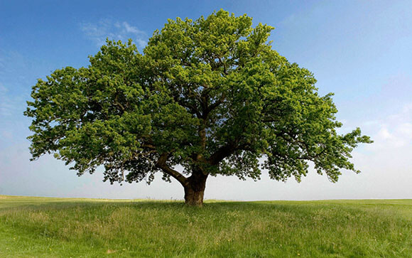 oak-in-field