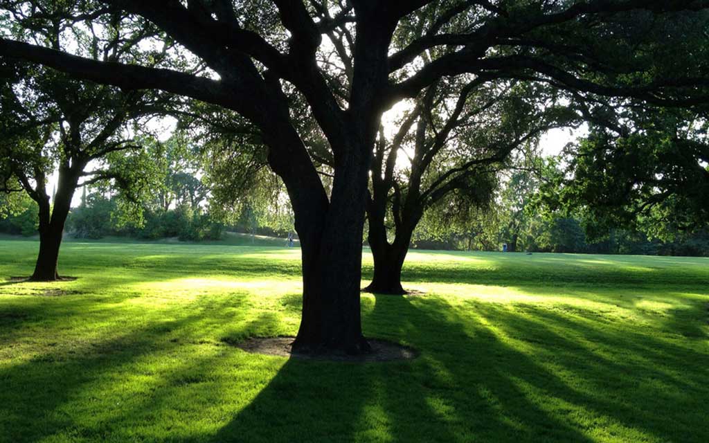 Certified Arborist