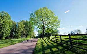 tree-lined-driveway-live